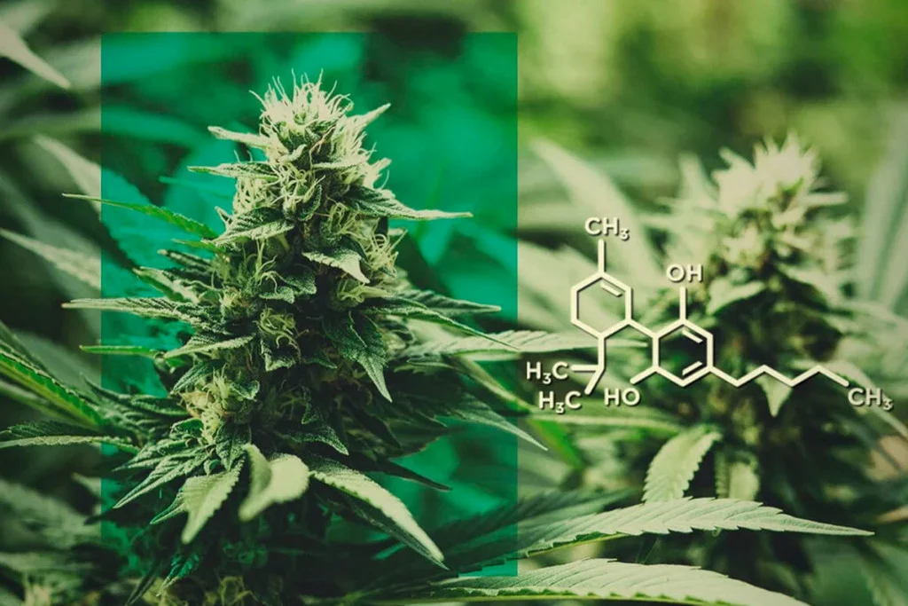 best thca flower