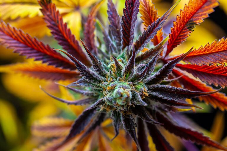 Traveling with CBD Products: What You Need to Know