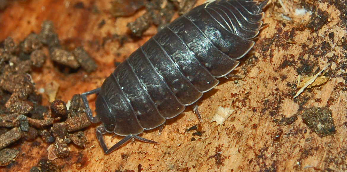 Improving Porcellio's Place: Secrets for Setting Up Things Well