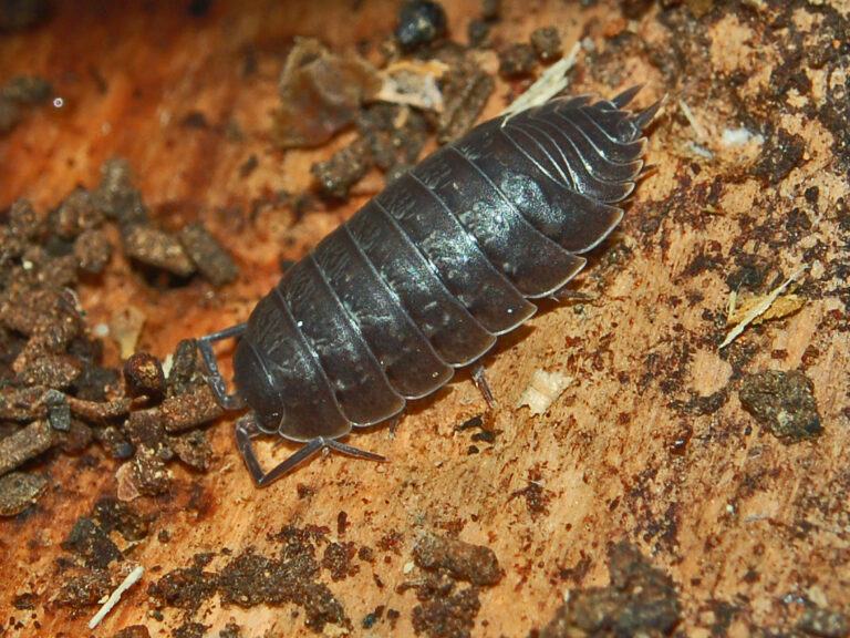 Improving Porcellio's Place: Secrets for Setting Up Things Well