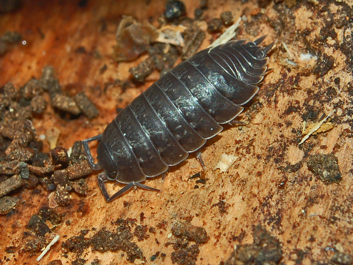 Improving Porcellio's Place: Secrets for Setting Up Things Well