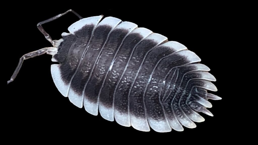 https://postpods.co.uk/collections/porcellio-isopods
