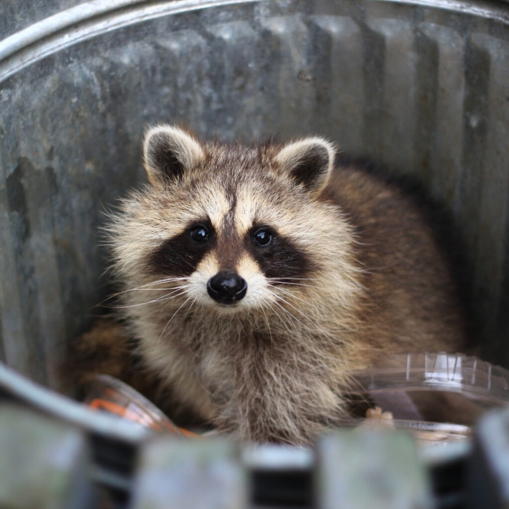 professional wildlife removal services